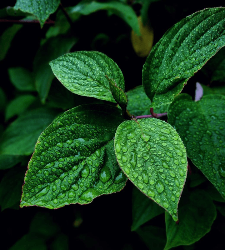 Natural leaf with water drops