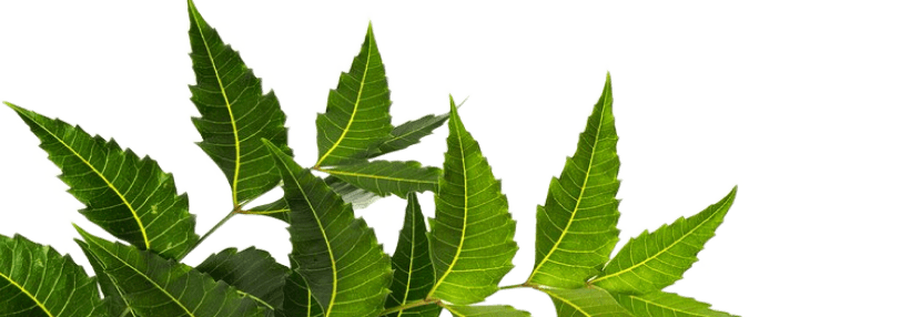 Herbal leaves