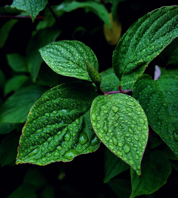 Natural leaf with water drops