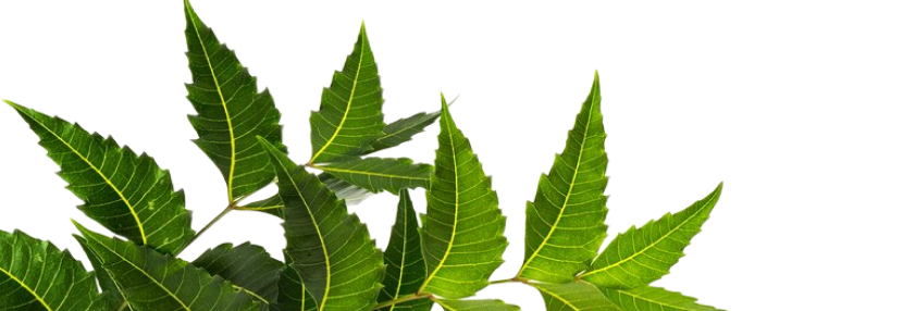 Herbal leaves